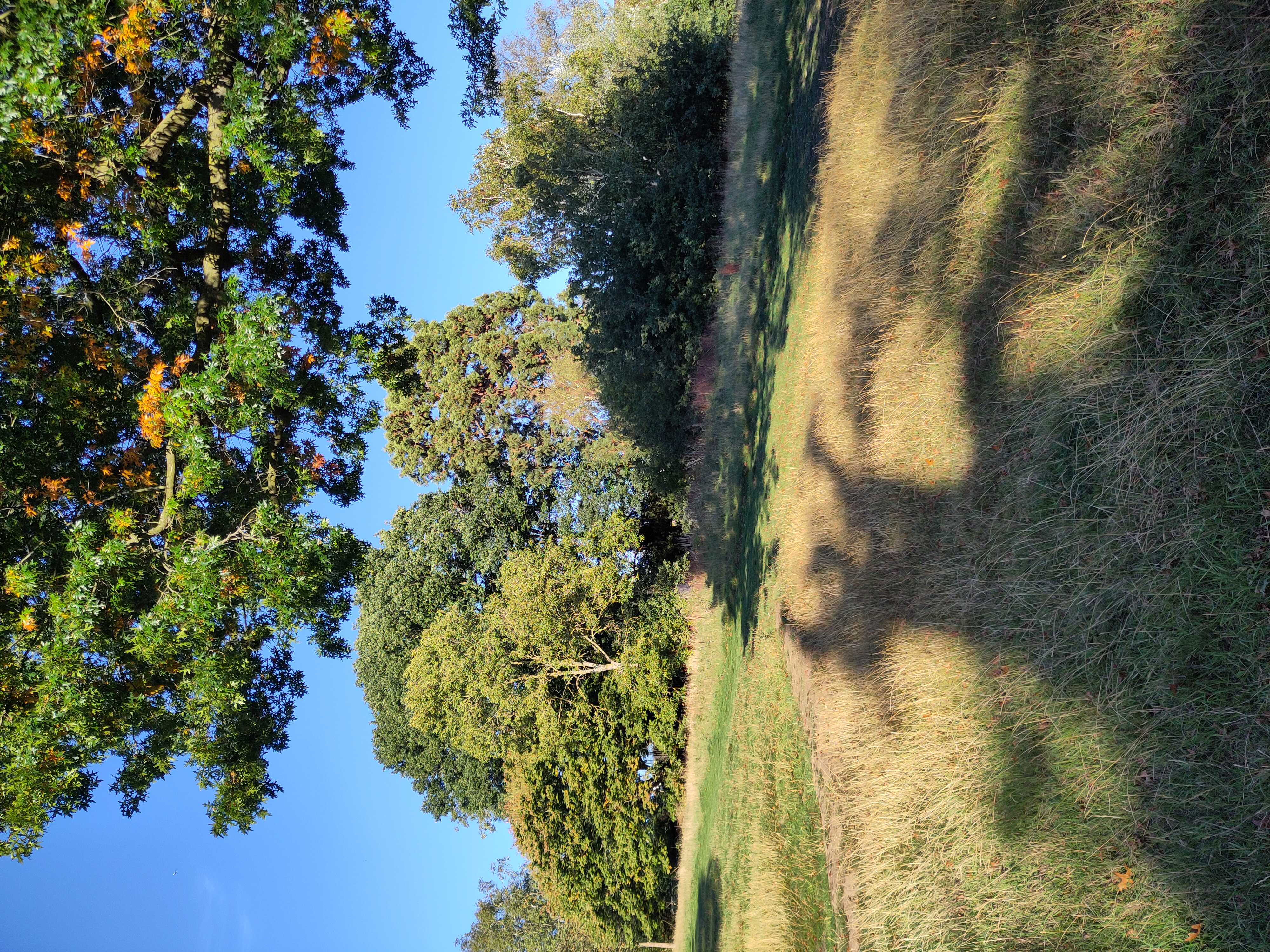 Summer field in a green park in London